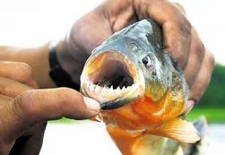 Feroz ataque de palometas en Misiones: 20 heridos