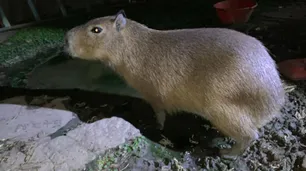 Rescatan carpincho en Villa Soldati: “Íbamos a comerlo en las fiestas, pero lo adoptamos"