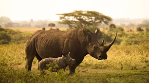Los rinocerontes regresan a Zimbabue después de 30 años