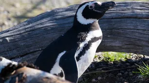 Greenpeace Argentina denunció penalmente el ecocidio de pingüinos en Punta Tombo