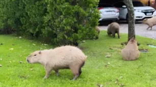 Invasión de carpinchos en Nordelta: atacaron a un perro y hay preocupación entre vecinos