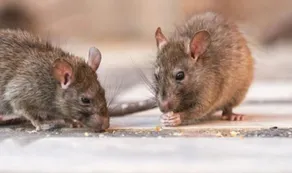 Crecen más de un 50% los casos de hantavirus en provincia de Buenos Aires