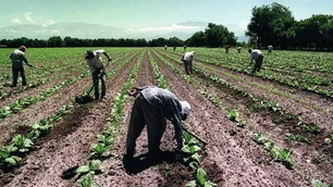 Trabajadores rurales piden un bono de fin de año de 60 mil pesos