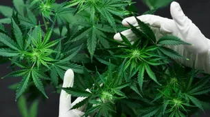 Marihuana legal, eliminar coparticipación, piqueteros presos: las propuestas más llamativas del debate presidencial