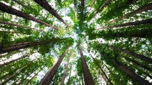 Día mundial de la Tierra: es el momento de actuar