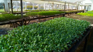 Crean un Plan Estratégico para promover la producción orgánica de alimentos