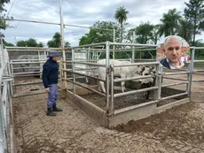 Nueva investigación contra el abogado de Emerenciano Sena por robo de ganado