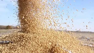 Altas temperaturas y sequía encienden alarmas para la cosecha récord
