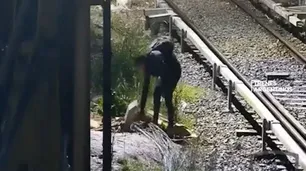 Quiso robar cables del tren Mitre, se salvó de morir electrocutado y terminó detenido