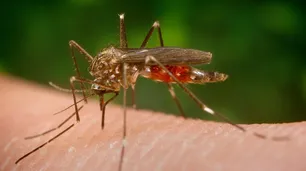 Virus del Nilo: muere el primer enfermo en Sevilla