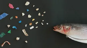 Cuál es el impacto negativo en el medioambiente de los barbijos descartables