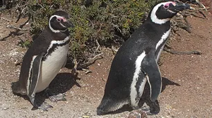 "Extrema crueldad hacia la vida animal": el caso de la matanza de pingüinos en Punta Tombo irá a juicio oral y público