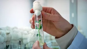 La AFIP anunció beneficios impositivos para proyectos de Biotecnología