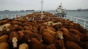 Dónde está el buque Spiridon II con las 2.900 vacas uruguayas varadas en el mar