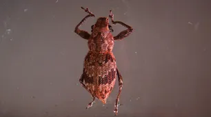 Científicas del CONICET descubrieron el mecanismo bacteriano que activa la reproducción de gorgojos que son plagas agrícolas