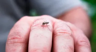 Dengue autóctono en Córdoba: Cuándo llegarán las primeras vacunas a las farmacias