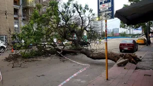 Árboles caídos y cortes de luz por el vendaval en la ciudad de Córdoba