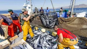 Cuáles son las especies de la fauna marina que están en peligro de extinción