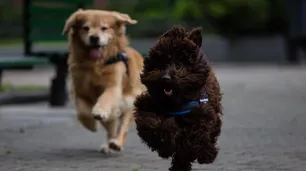 Titán y Brownie, los perros que asisten a los chicos que declaran en la Justicia