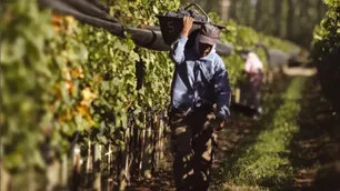 El sindicato de vitivinicultores relativizó la crisis de Bodega Bianchi y apuntó a problemas de gestión
