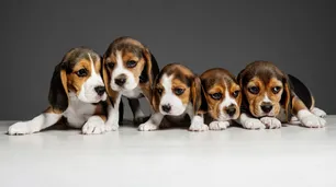 Estudio revela qué perro elegir para una familia con niños