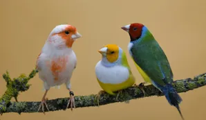 El fin de la primavera libertaria