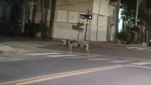 Una chancha preñada suelta en la plaza de Alta Córdoba