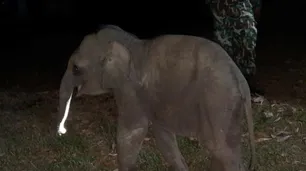Paramédicos salvan con RCP a un elefante bebé golpeado por una motocicleta