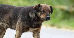 Córdoba: un perro le provocó una fractura de tobillo en un súper y deberán indemnizarla
