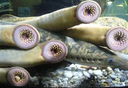 Caen 'peces vampiro' desde el cielo en Alaska