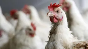 Estados Unidos perdió el 18% de su producción de huevos debido a la influenza aviar: ¿Cuál es la situación en Argentina?