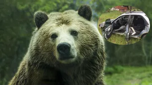 El insólito caso del "oso delincuente": robó un auto, lo chocó y escapó