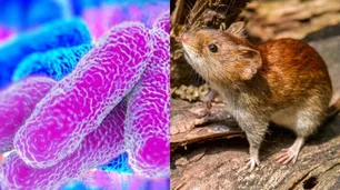 Leptospirosis | Enfermedad infecciosa presente en los roedores