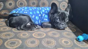 Almagro: devolvieron al perro que fue robado y vendido por $50.000 en el Barrio 31