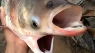 Video: encuentran un pez con dos cabezas, dos bocas y cuatro ojos en Chernobyl