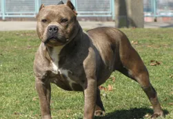 La Tablada: un pitbull mató a una beba e hirió a su madre