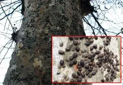 A qué se debe la invasión de chinches en Villa Urquiza