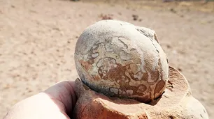 Científicos argentinos hallaron una colonia completa de dinosaurios en Santa Cruz