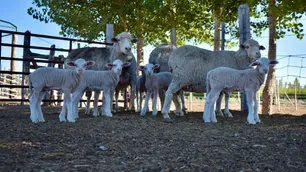 Nacieron 5 corderos patagónicos de embriones in vitro logrados con una técnica mejorada