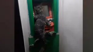 Un reptil "no llegaba a fin de mes", se abrazó a un cajero automático y causó pánico en Bangkok