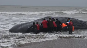 Una ballena quedó varada en una playa de Santa Clara del Mar