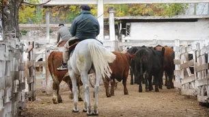 Mercado de Hacienda: postergan su traslado a Cañuelas para mediados de mayo