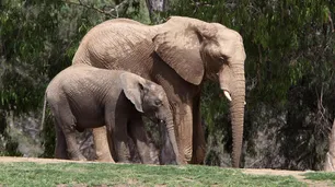 Un elefante fue el protagonista del primer video de YouTube y sigue arrasando en vistas