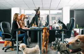 Hoy 22 de junio es el Día de llevar la mascota a la oficina