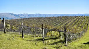 Turismo: destinos no tradicionales para disfrutar de viñedos y bodegas en Córdoba, Chubut y Entre Ríos
