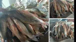 Milko Schvartzman: "Más de 500 barcos extranjeros realizan pesca ilegal"
