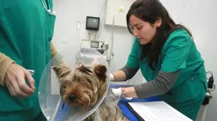 Córdoba impulsa el hospital veterinario gratuito: cómo se financiará y cuándo abre