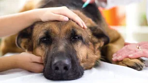 Mascotas envenenadas en Palermo: la Ciudad realiza operativos de sanitización