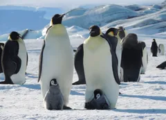 Seguirán por satélite al pingüino emperador antártico para saber dónde encuentra su alimento