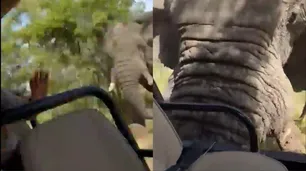 Video: murió una turista estadounidense tras ser atacada por un elefante durante un safari en Zambia